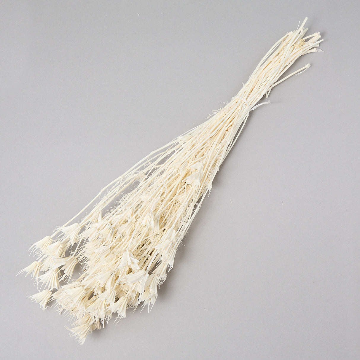 This image shows a bunch of bleached Nigella Orientalis. It is a creamy white colour, with delicate flowers on the end of spindly stems.