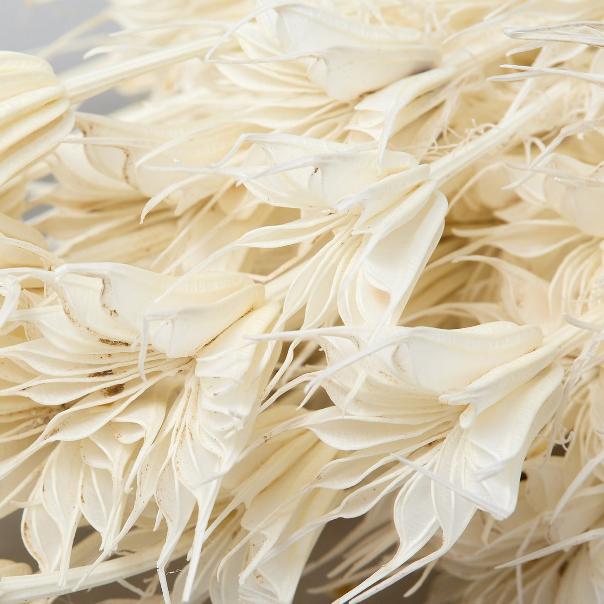 This image shows a bunch of bleached Nigella Orientalis. It is a creamy white colour, with delicate flowers on the end of spindly stems.