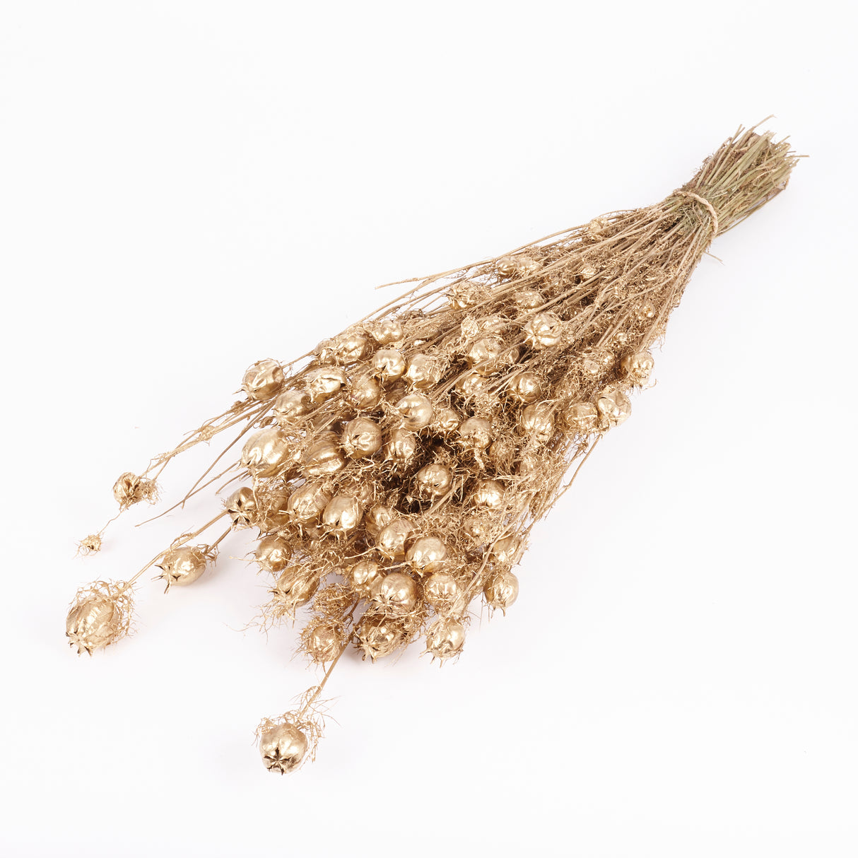 Nigella Pod, Dried, Dyed Gold