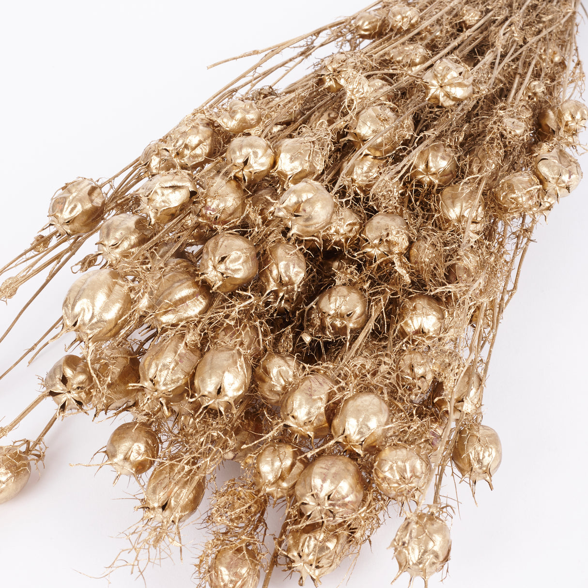 Nigella Pod, Dried, Dyed Gold