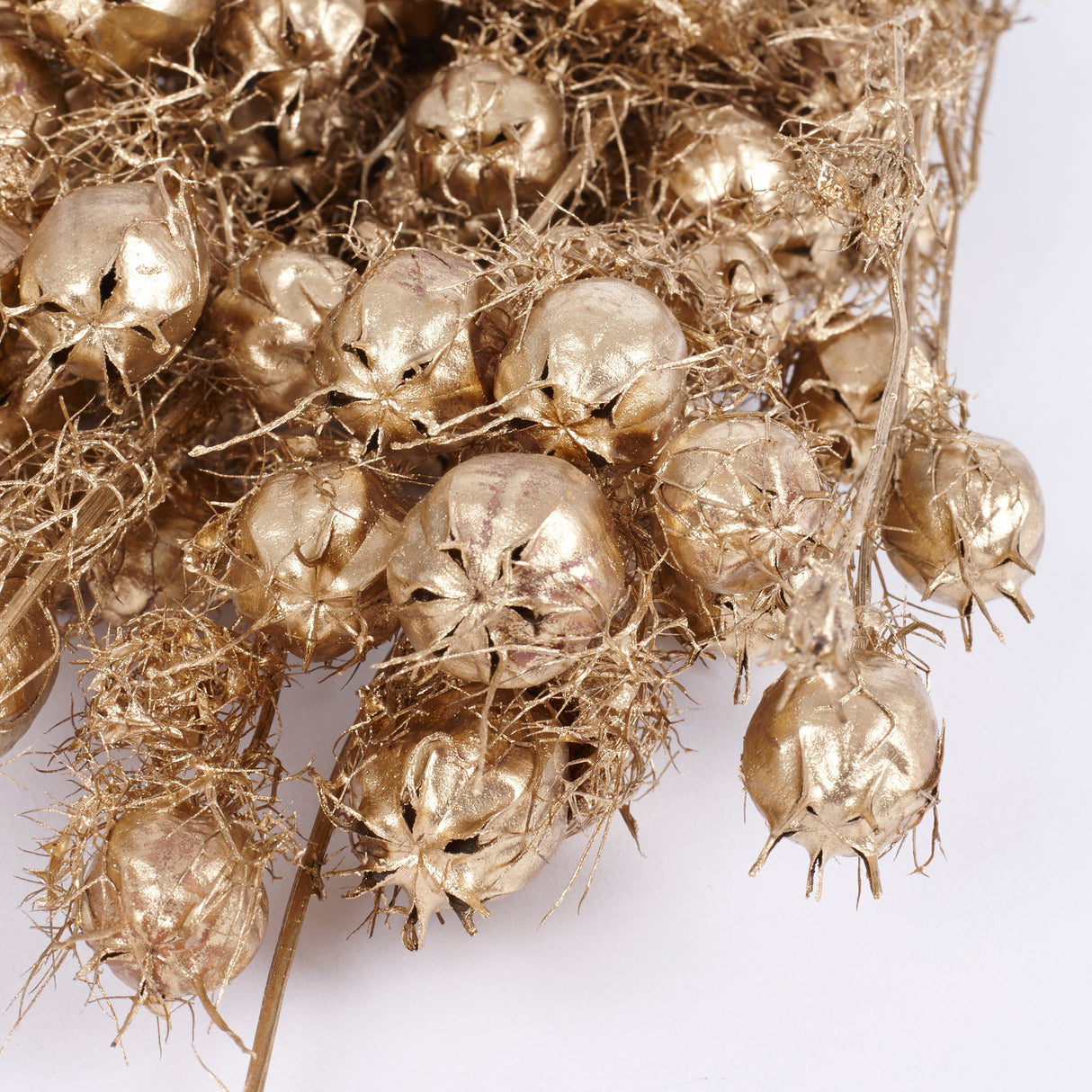 Nigella Pod, Dried, Dyed Gold