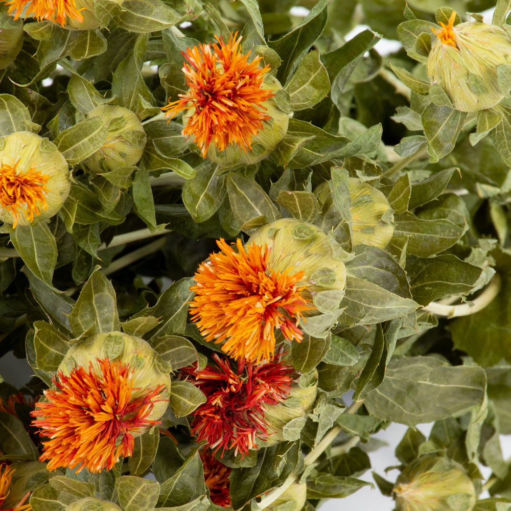 a bunch of orange carthamus against a white background