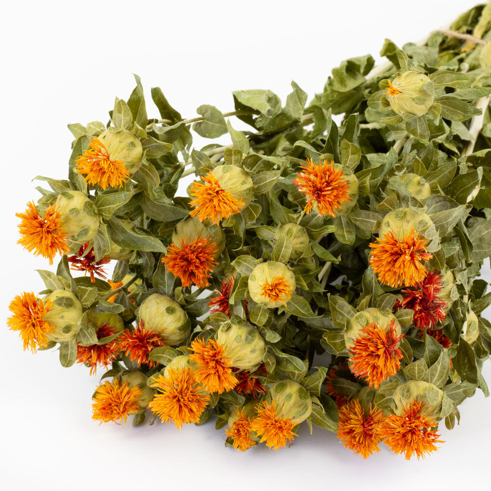 a bunch of orange carthamus against a white background