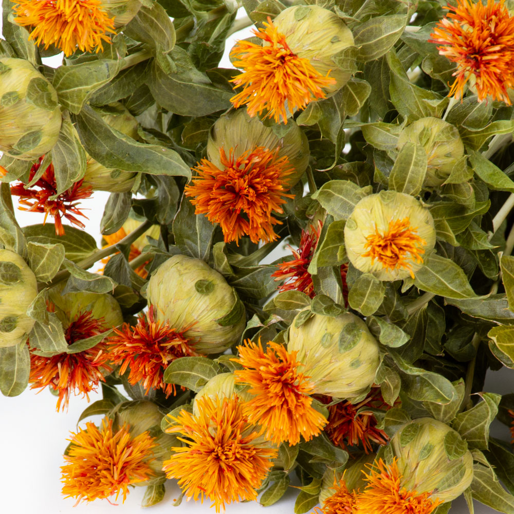 a bunch of orange carthamus against a white background