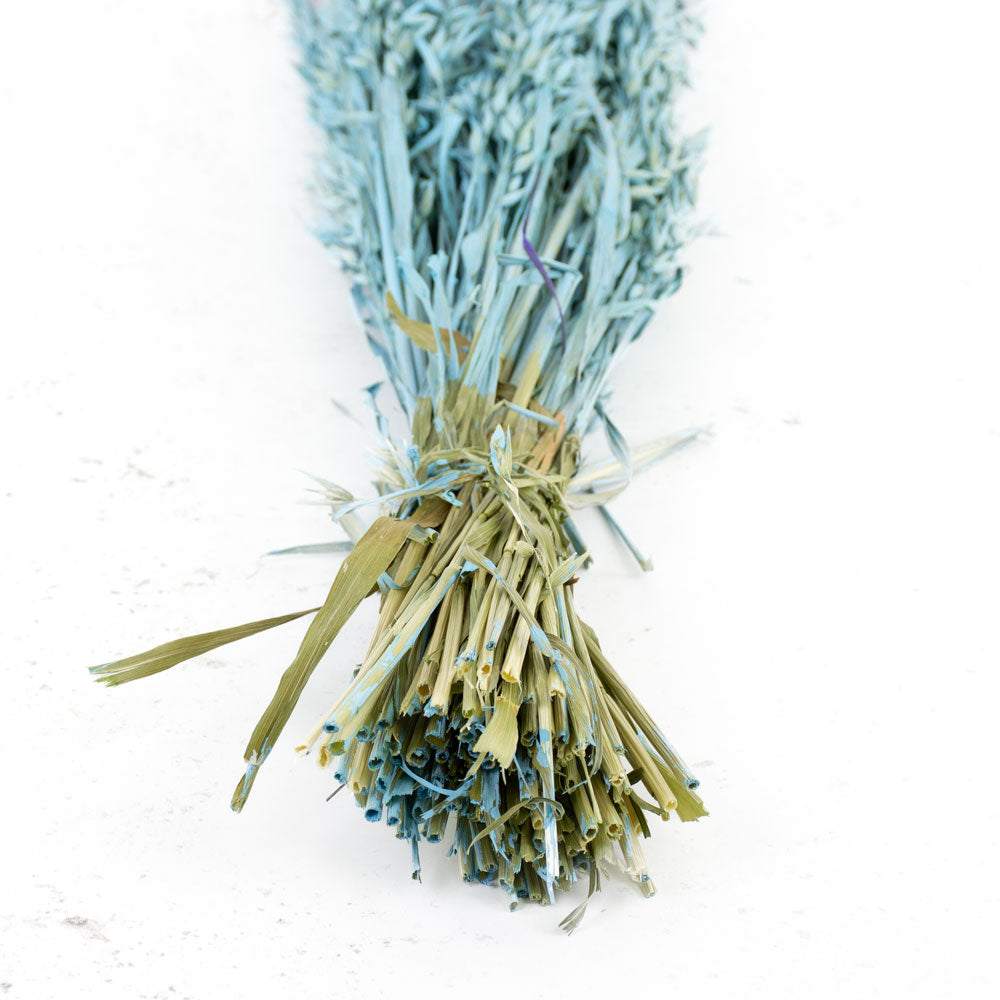 Oats, (Avena), Blue Misty, Bunch