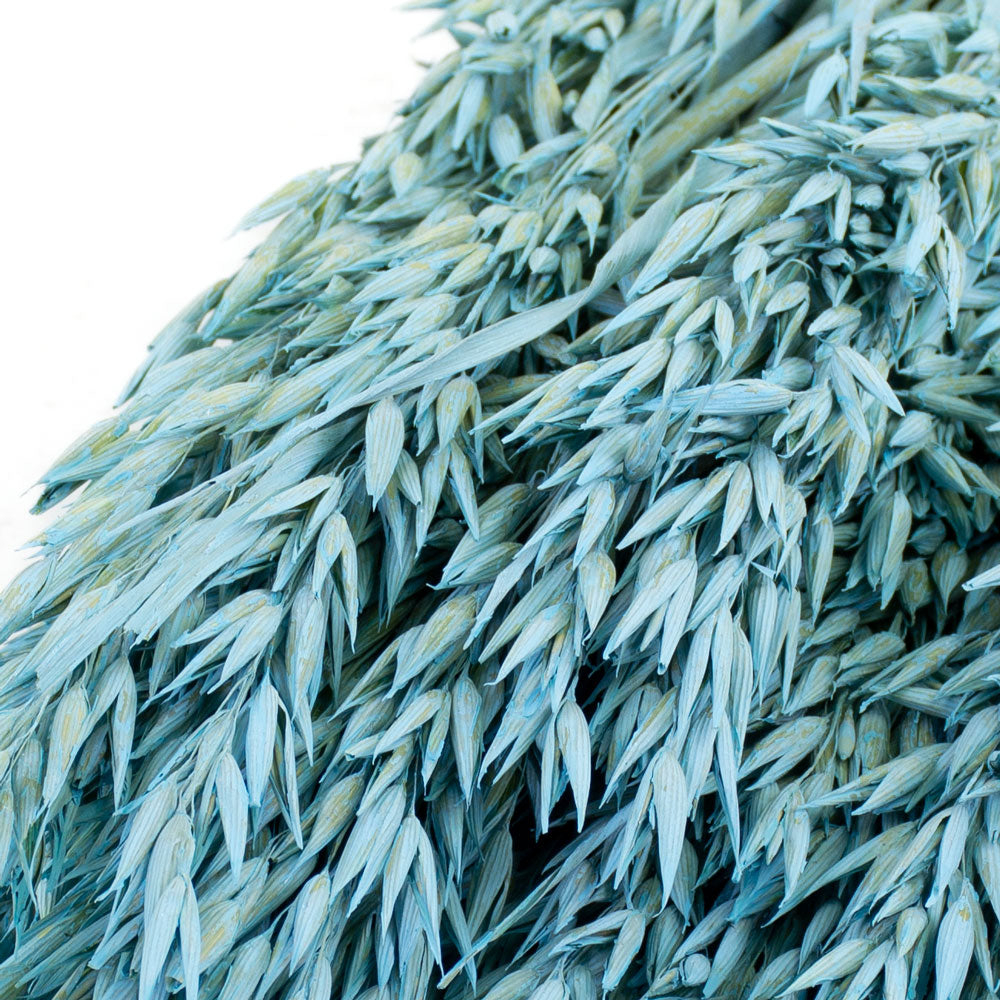 Oats, (Avena), Blue Misty, Bunch