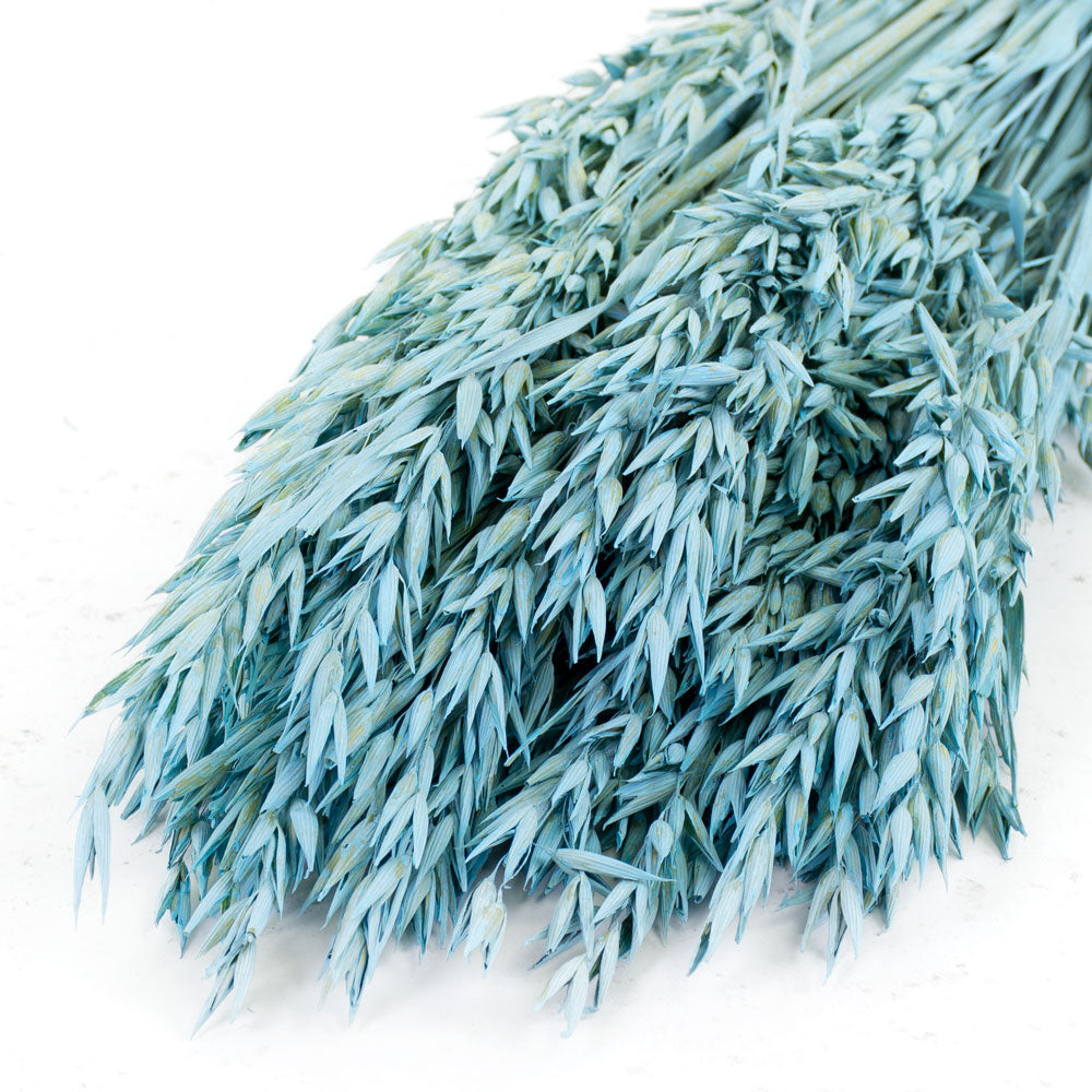 Oats, (Avena), Blue Misty, Bunch