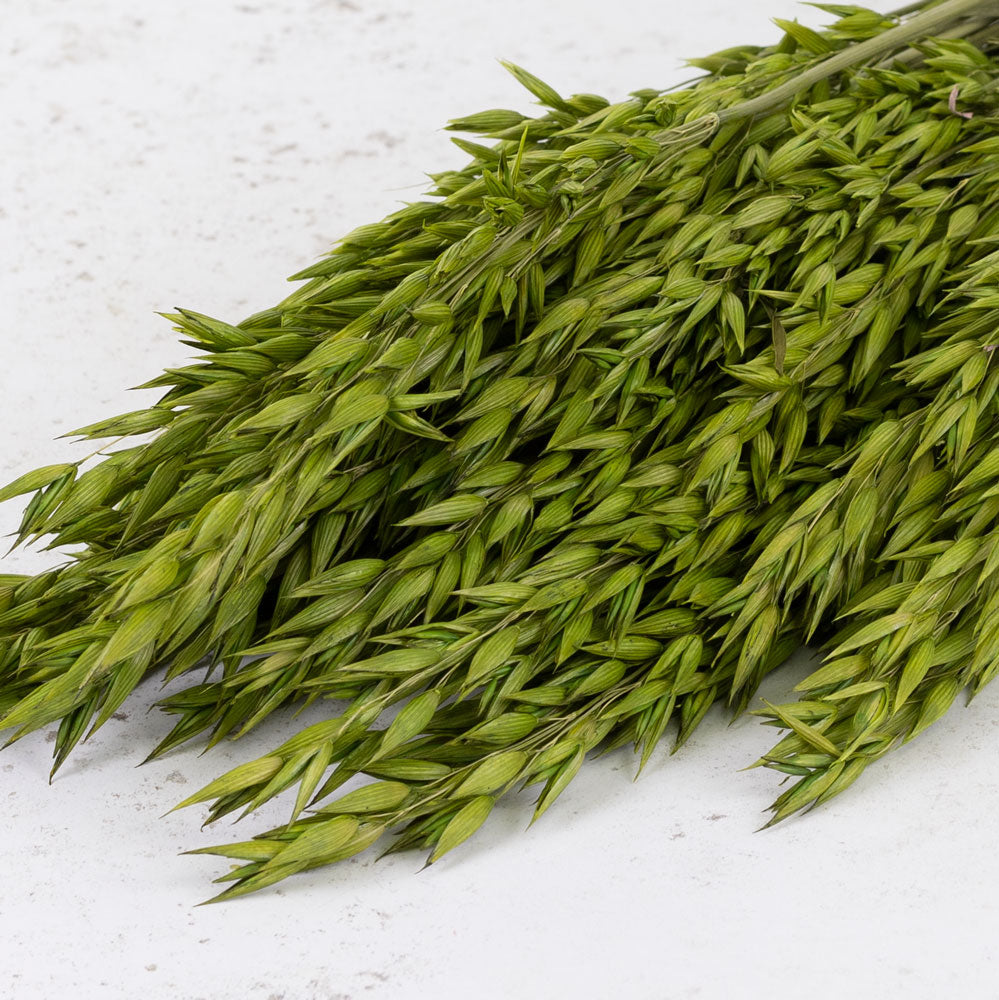 Oats, (Avena), Dyed Green, Bunch