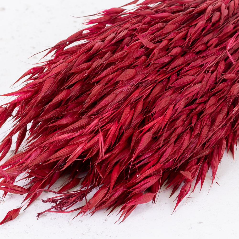 Oats, (Avena), Dyed Red, Bunch
