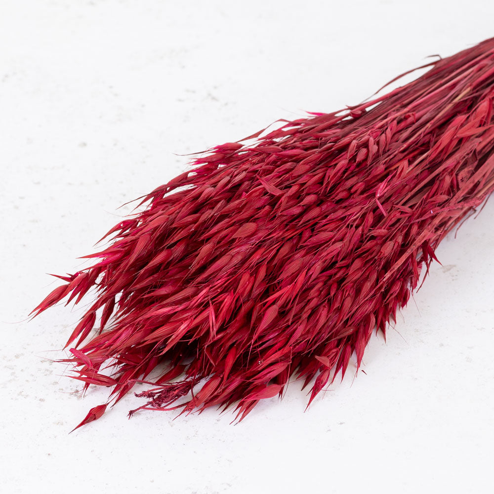 Oats, (Avena), Dyed Red, Bunch