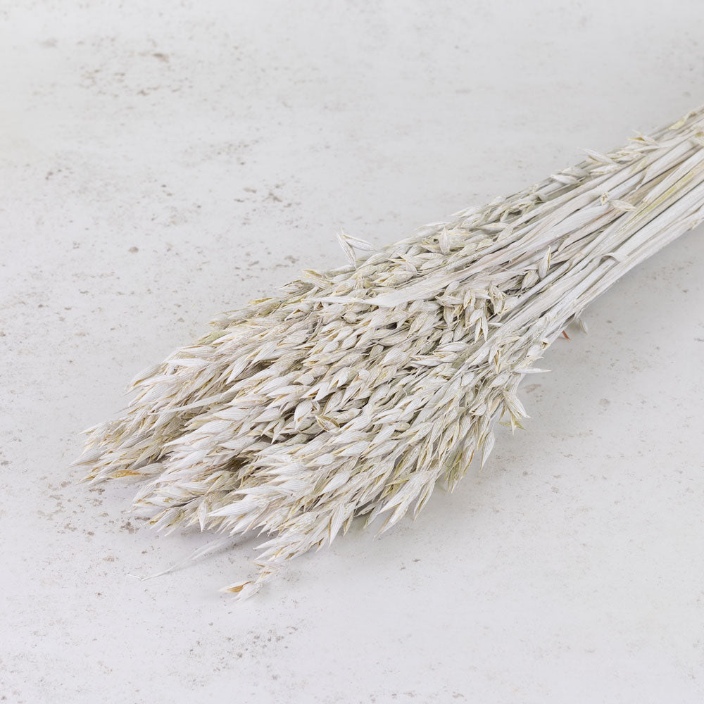 Oats, (Avena), White Misty, Bunch