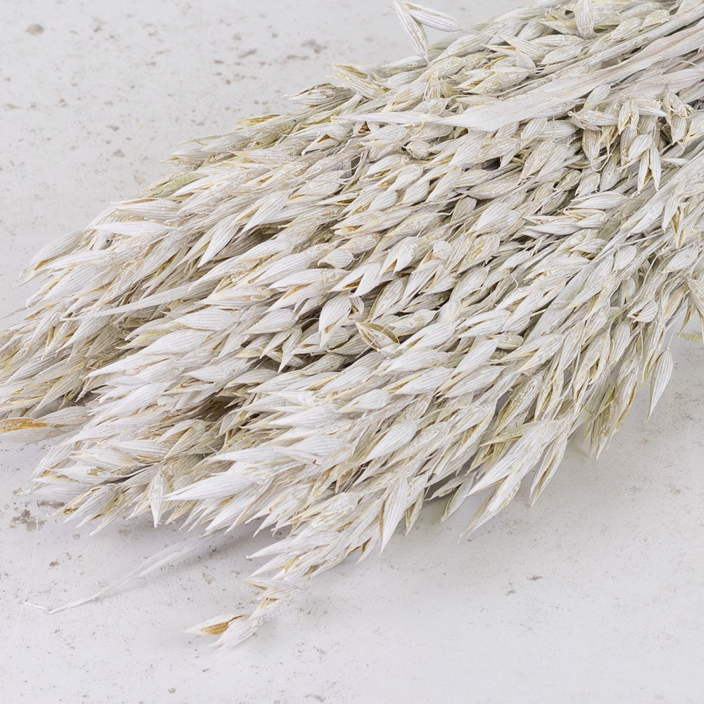 Oats, (Avena), White Misty, Bunch