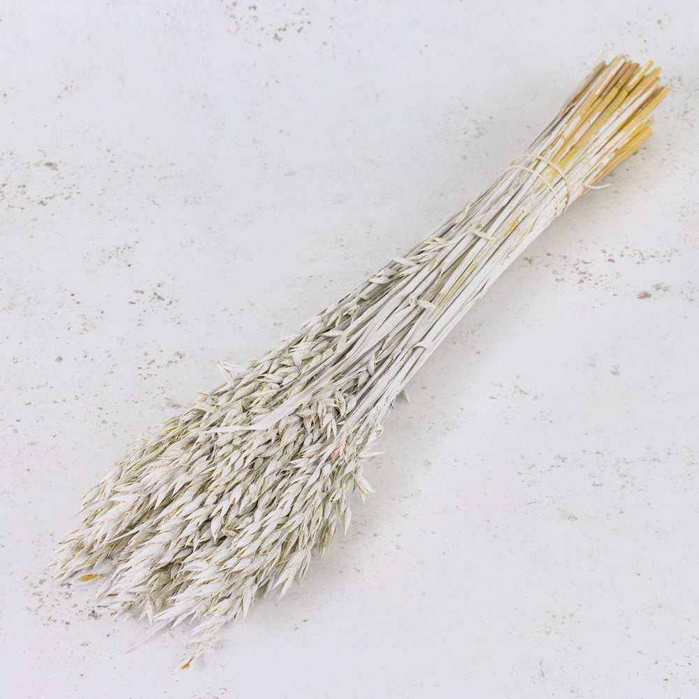 Oats, (Avena), White Misty, Bunch