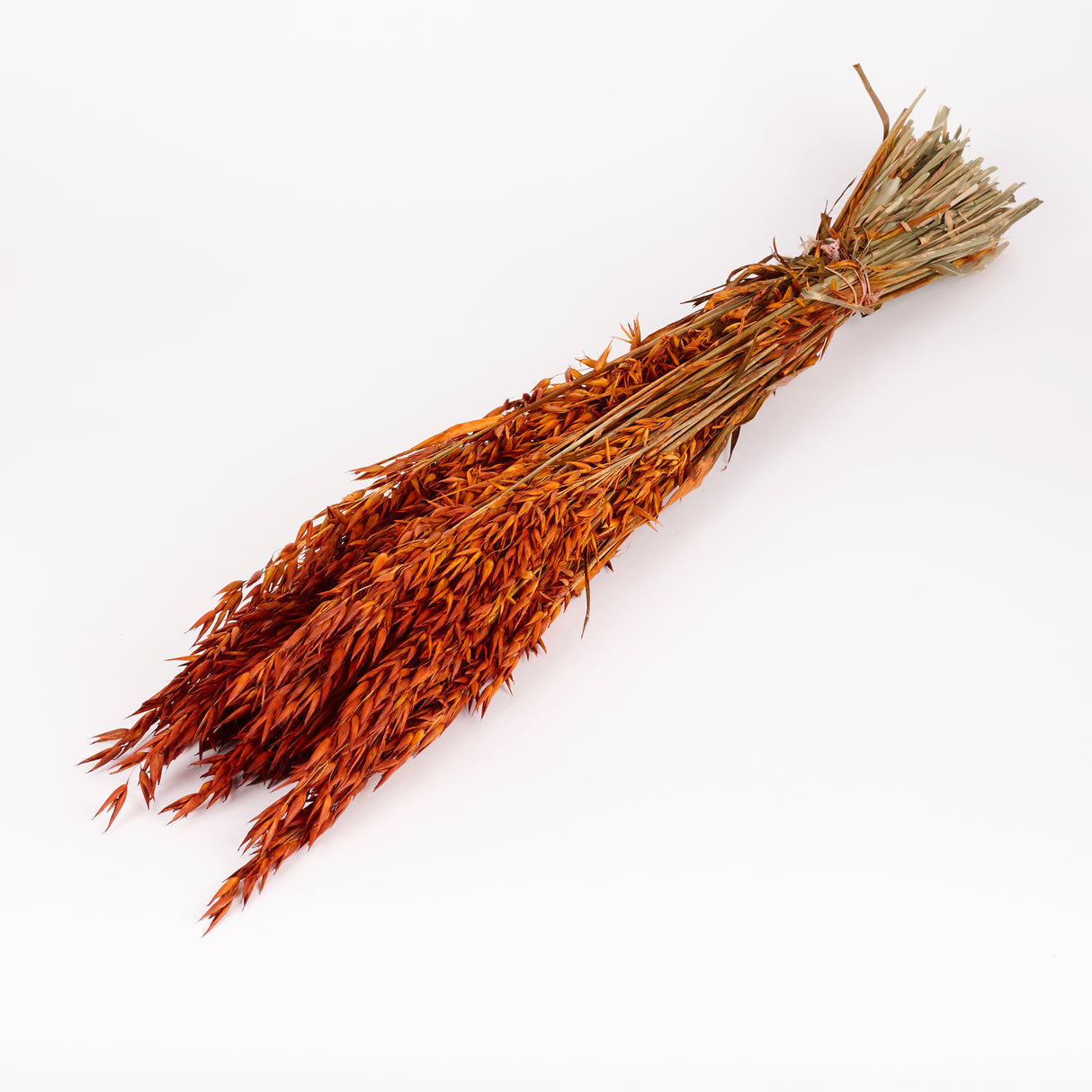 Oats, (Avena), Dried, Teak, Bunch