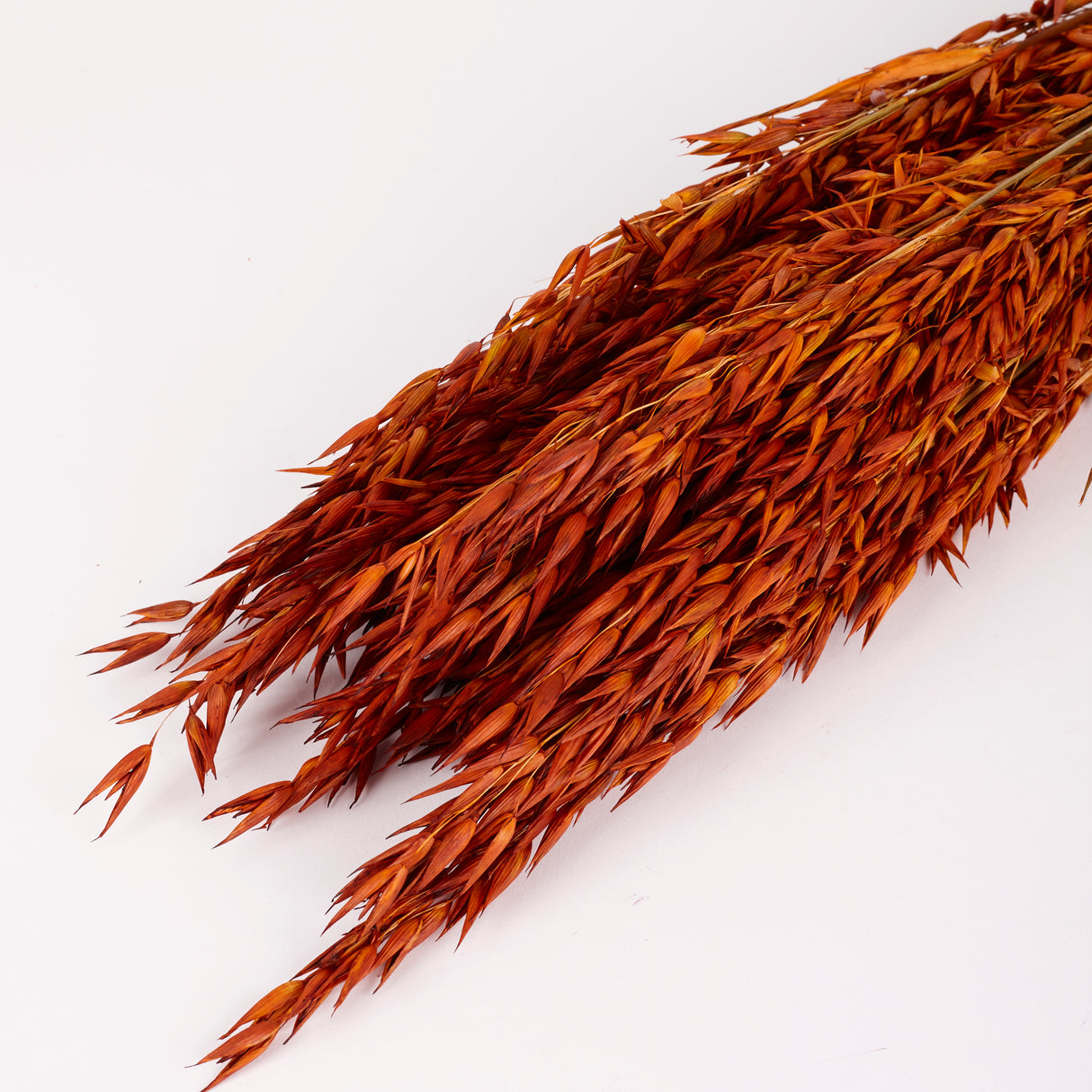 Oats, (Avena), Dried, Teak, Bunch