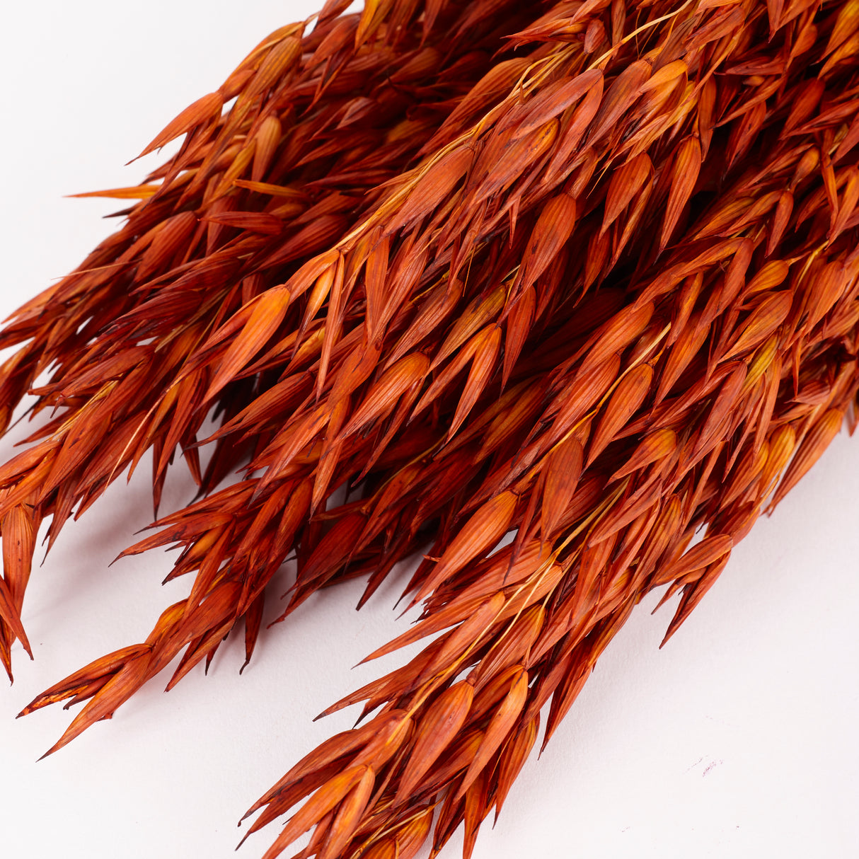 Oats, (Avena), Dried, Teak, Bunch