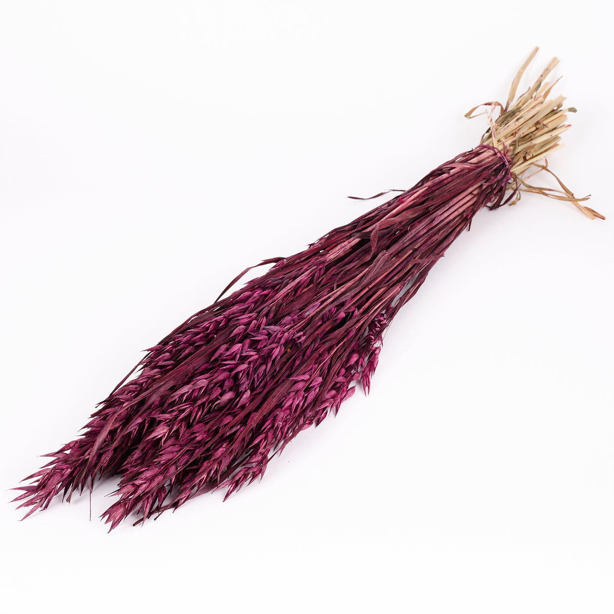 Oats, (Avena), Dried, Prune, Bunch