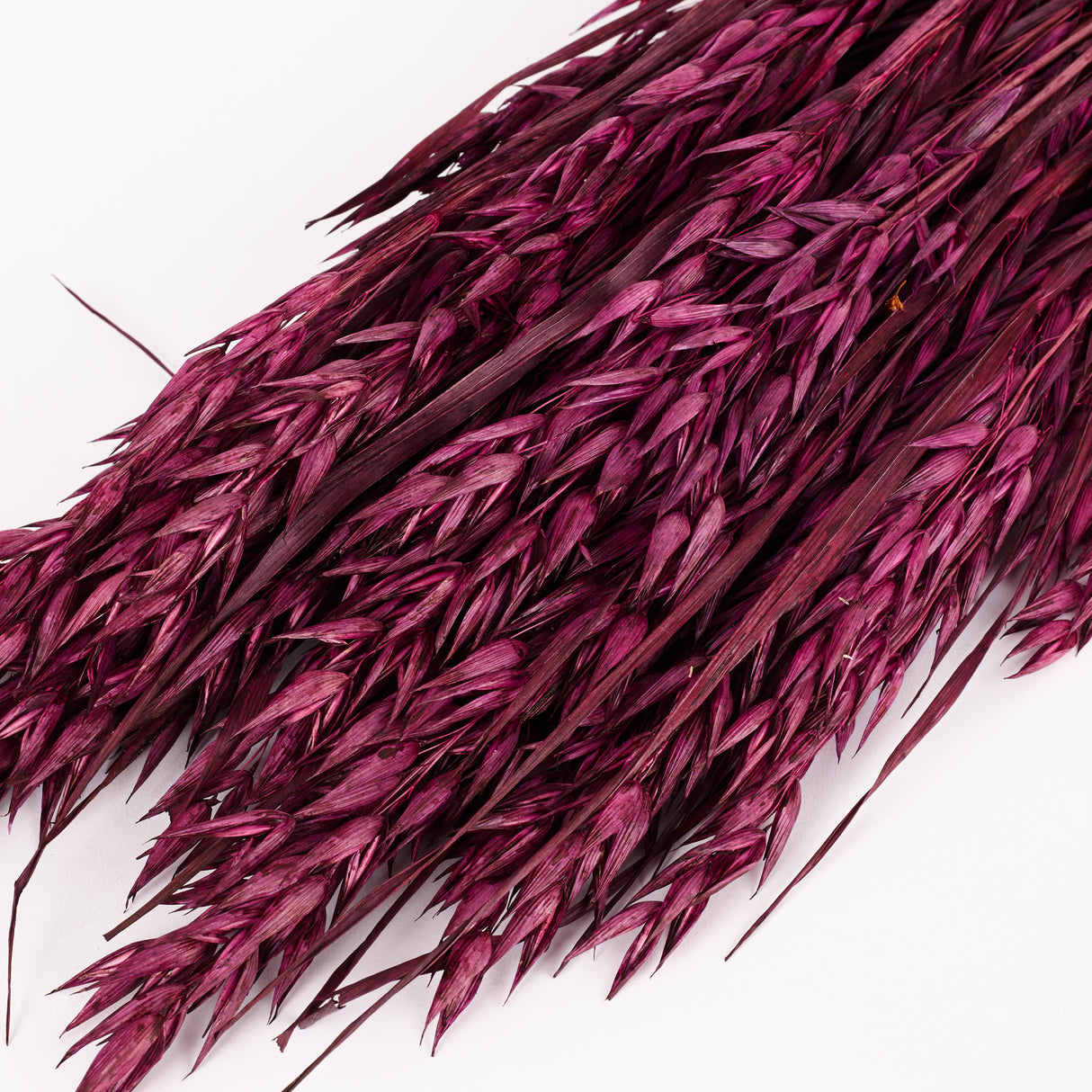 Oats, (Avena), Dried, Prune, Bunch