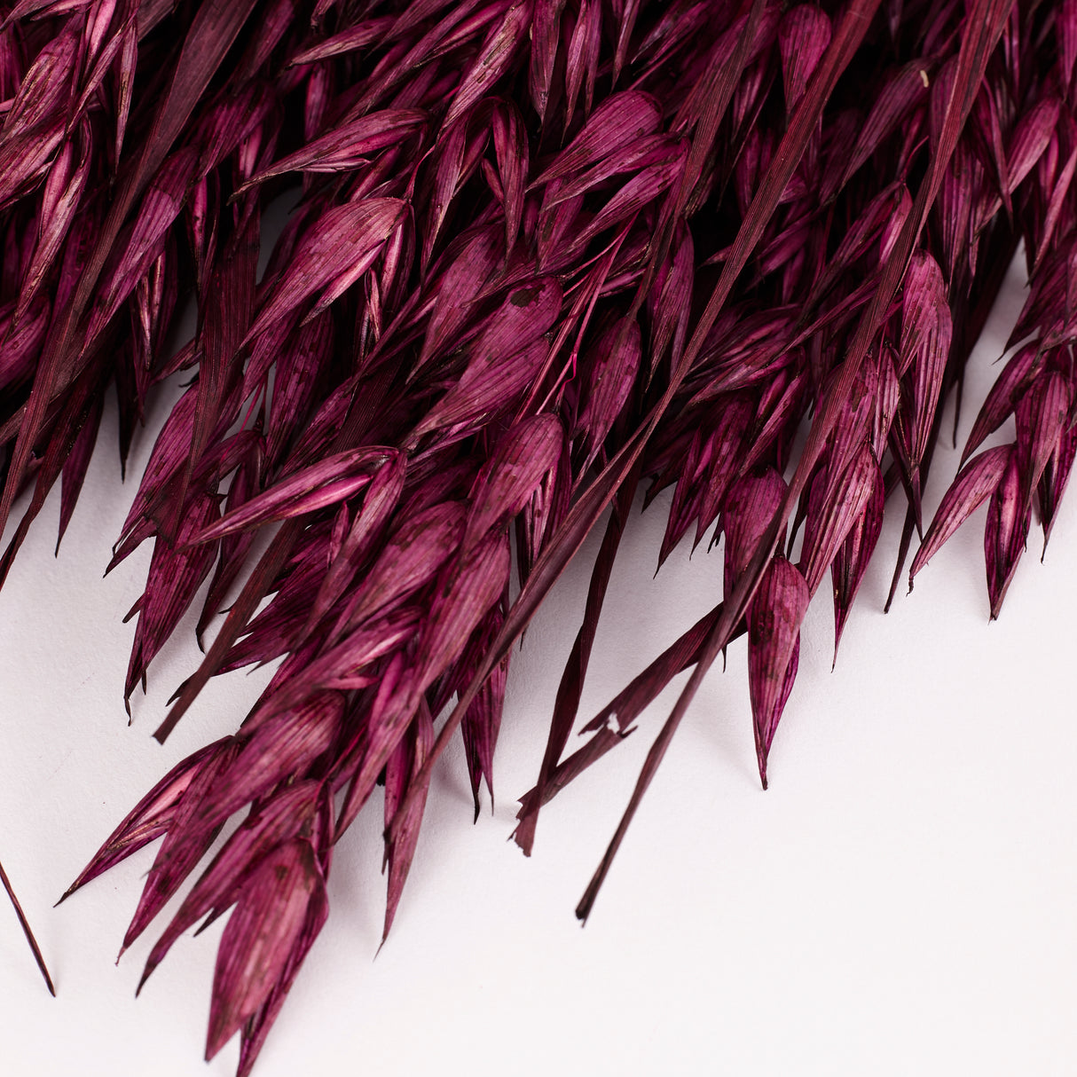 Oats, (Avena), Dried, Prune, Bunch