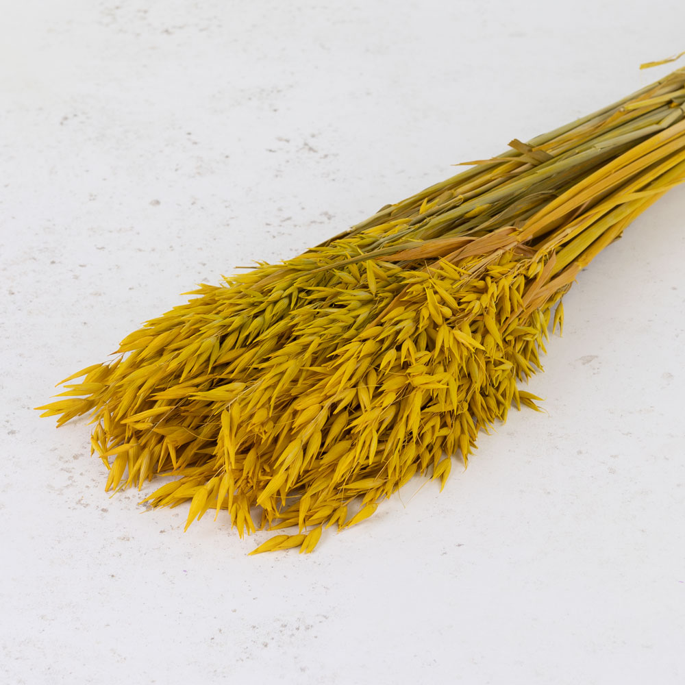 Oats, (Avena), Yellow, Bunch
