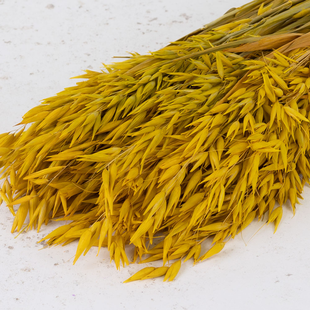 Oats, (Avena), Yellow, Bunch