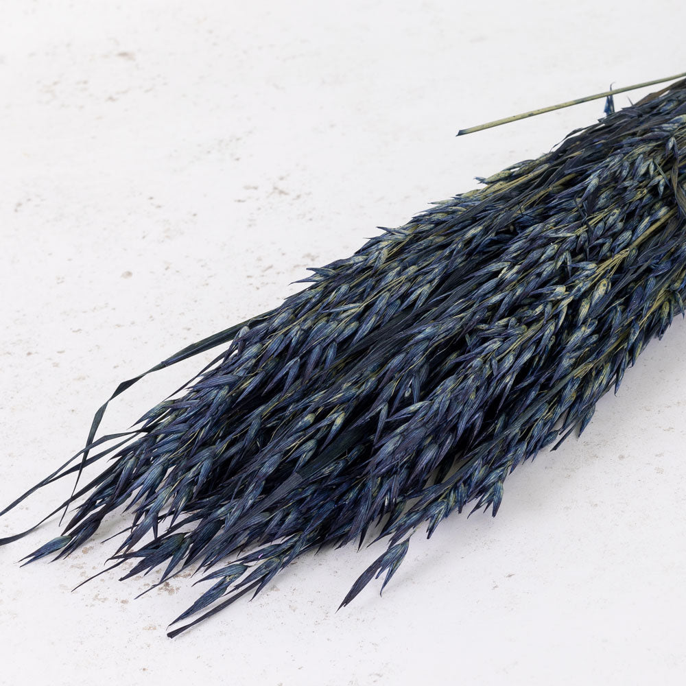 Oats, (Avena), Dark Blue, Bunch
