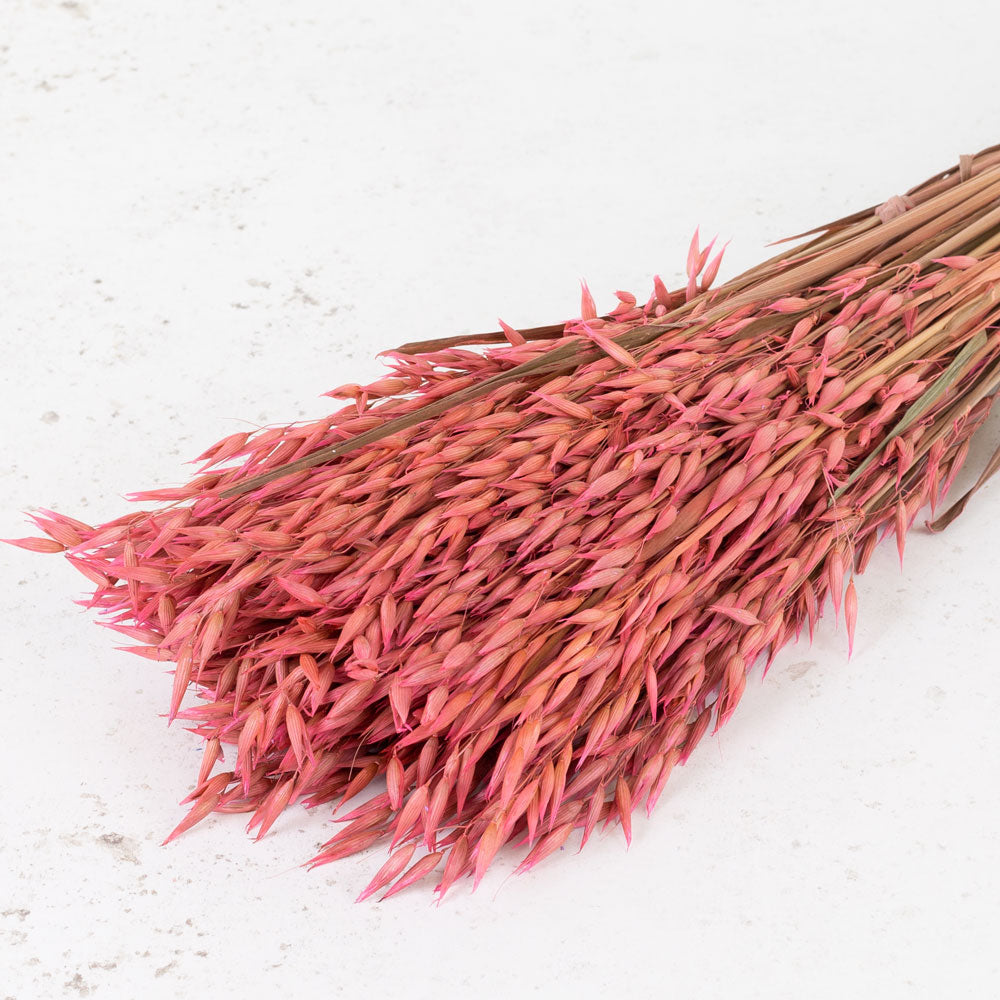 Oats, (Avena), Pink, Bunch