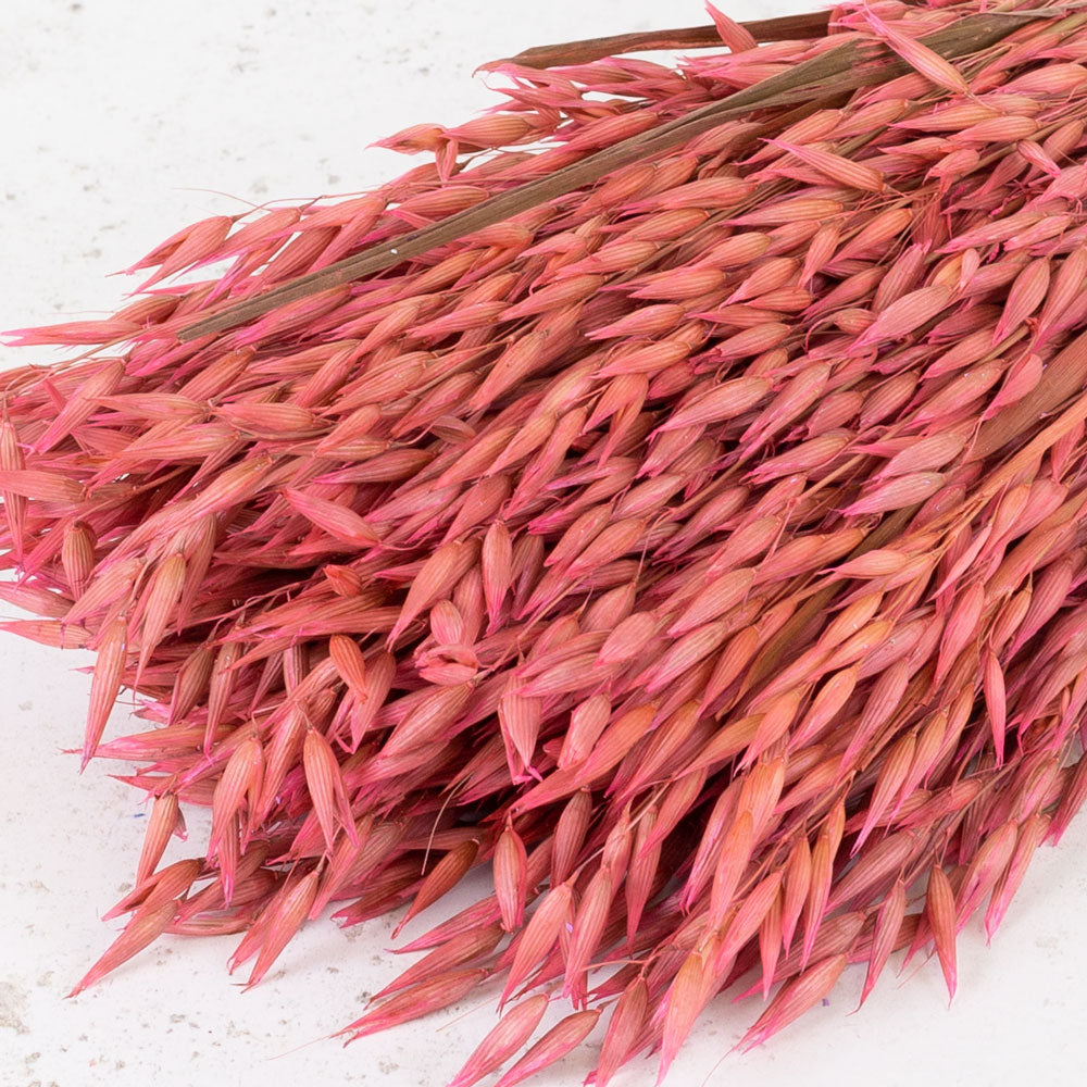 Oats, (Avena), Pink, Bunch
