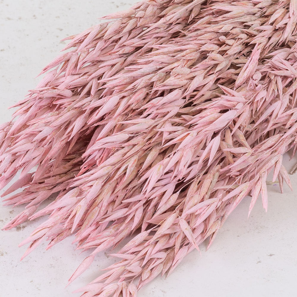 Oats, Dried, Pink Misty