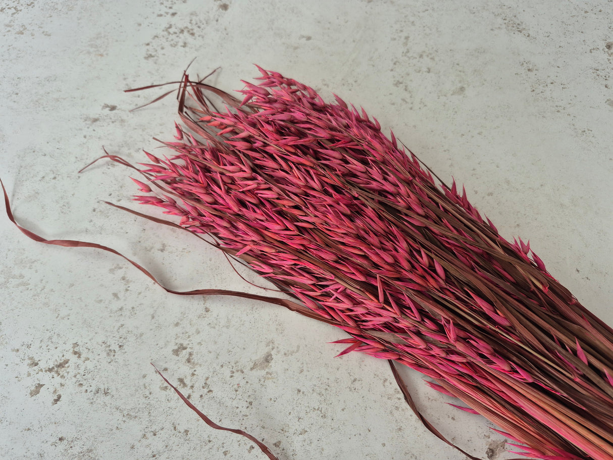 Oats, (Avena), Dried, Dark Pink, Bunch