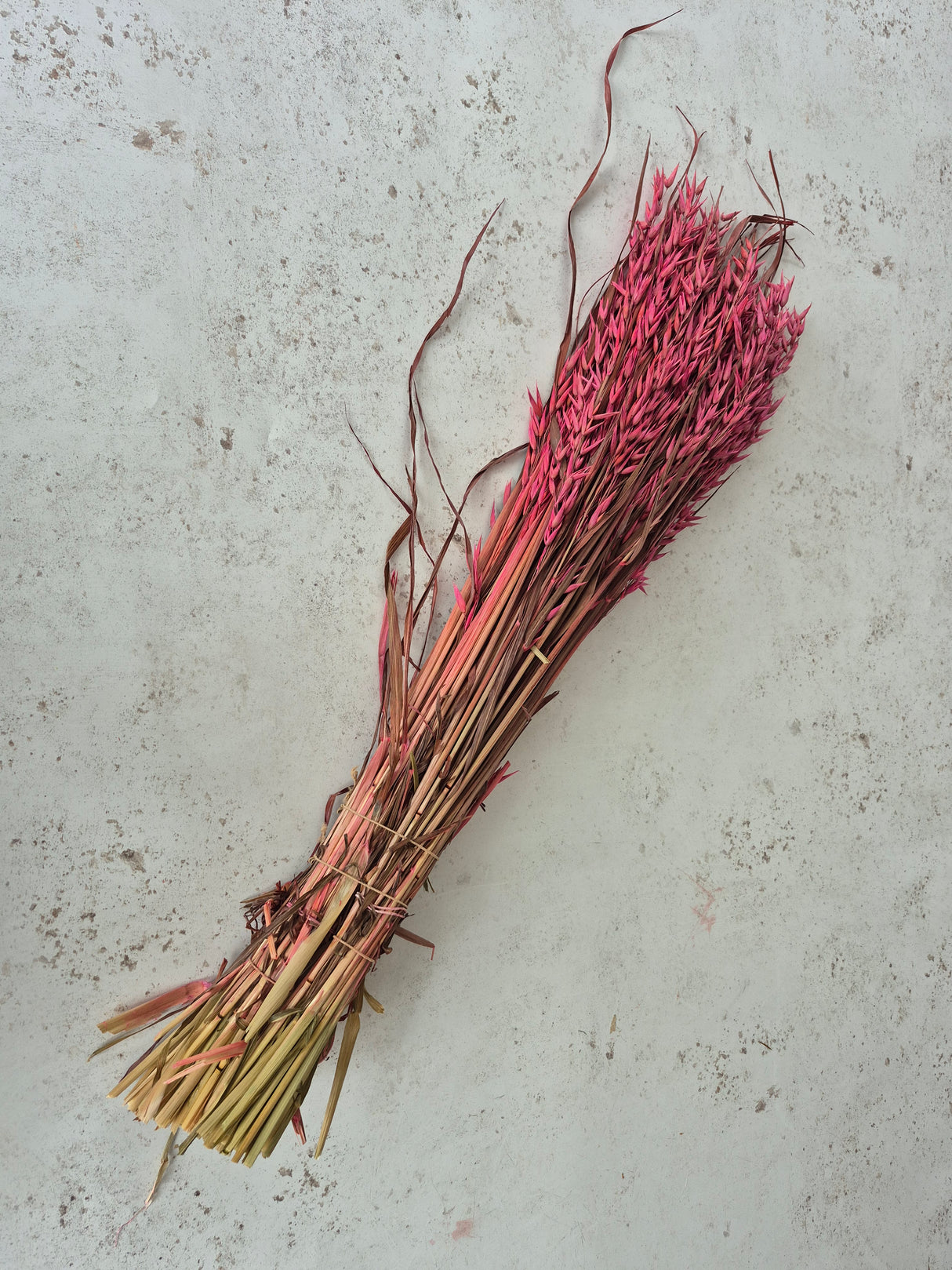 Oats, (Avena), Dried, Dark Pink, Bunch