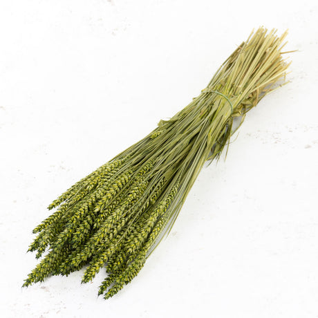 Wheat, (Triticum), Dyed Green