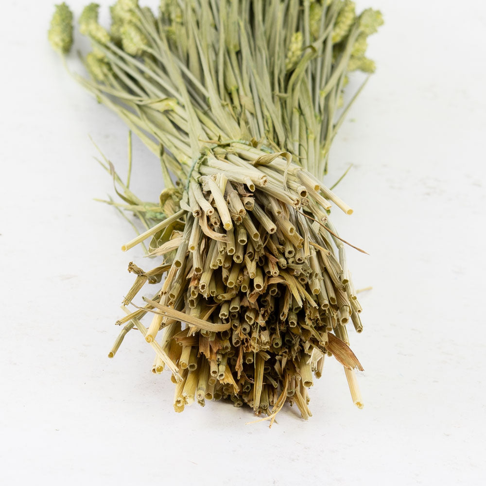 Wheat, (Triticum), Dyed Green