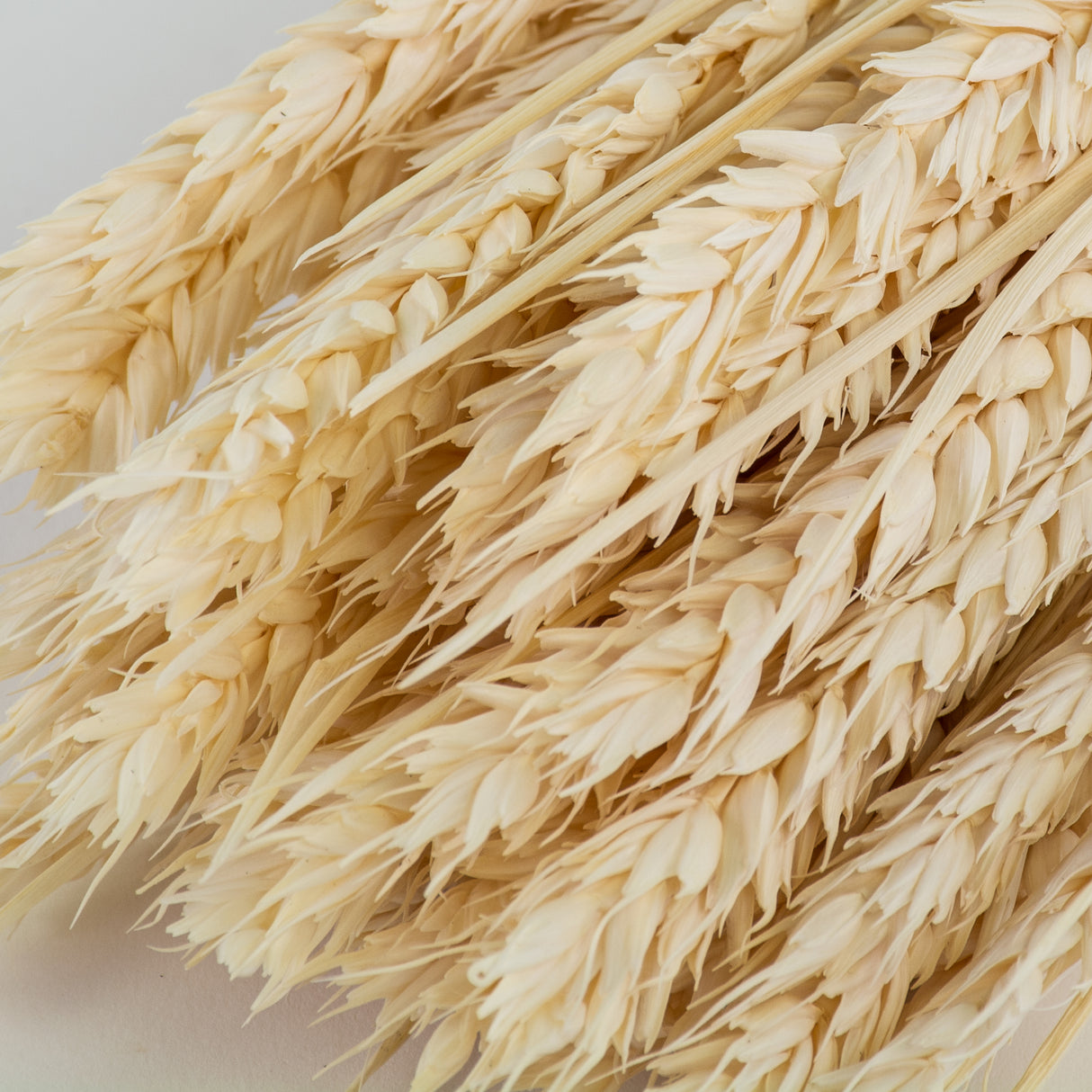 This is an image of a bunch of bleached white wheat, or tarwe, laid on a white background.