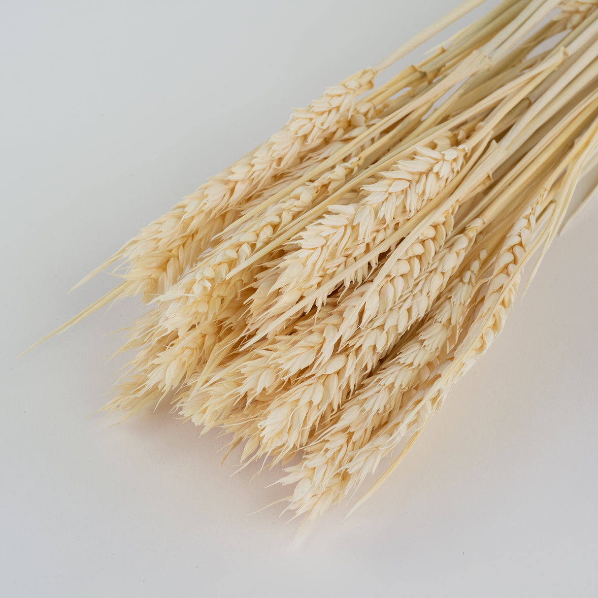 This is an image of a bunch of bleached white wheat, or tarwe, laid on a white background.