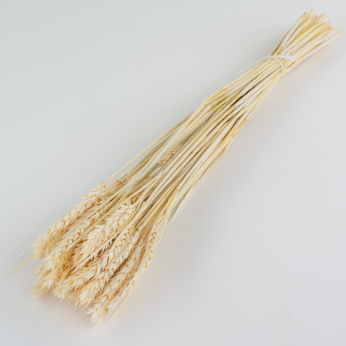 This is an image of a bunch of bleached white wheat, or tarwe, laid on a white background.