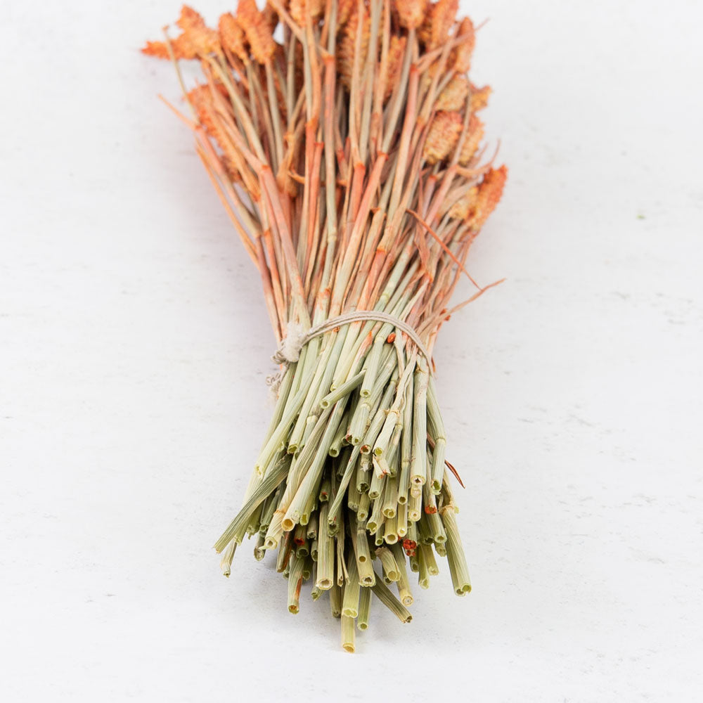 Wheat, (triticum), Burnt Orange