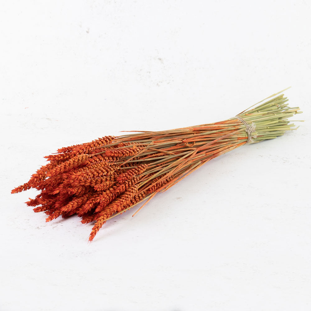 Wheat, (triticum), Burnt Orange