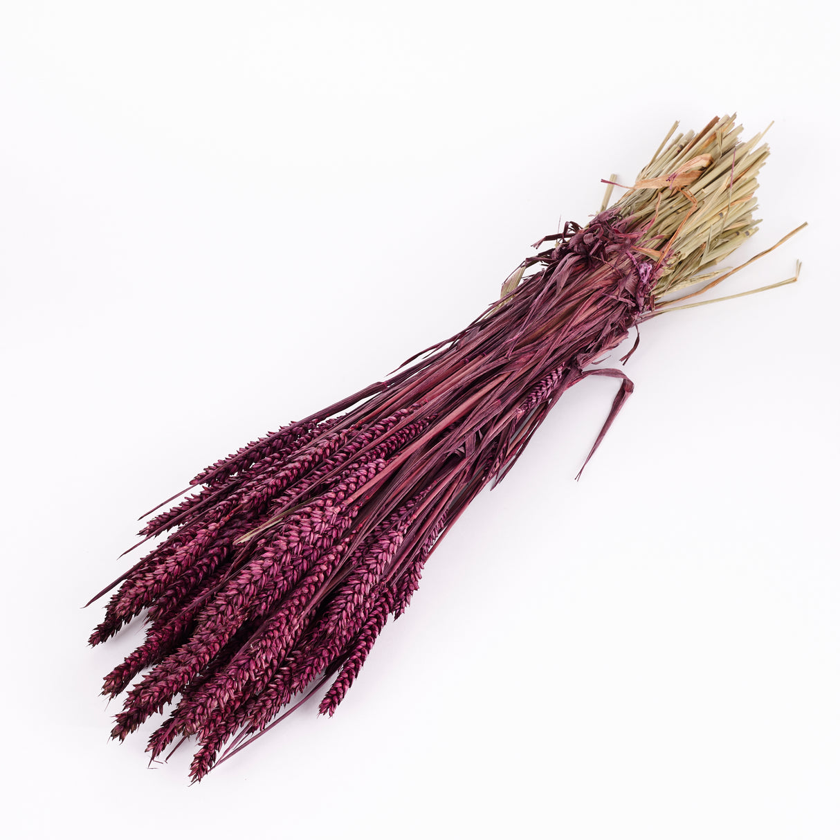 Wheat, (Triticum), Dried, Prune