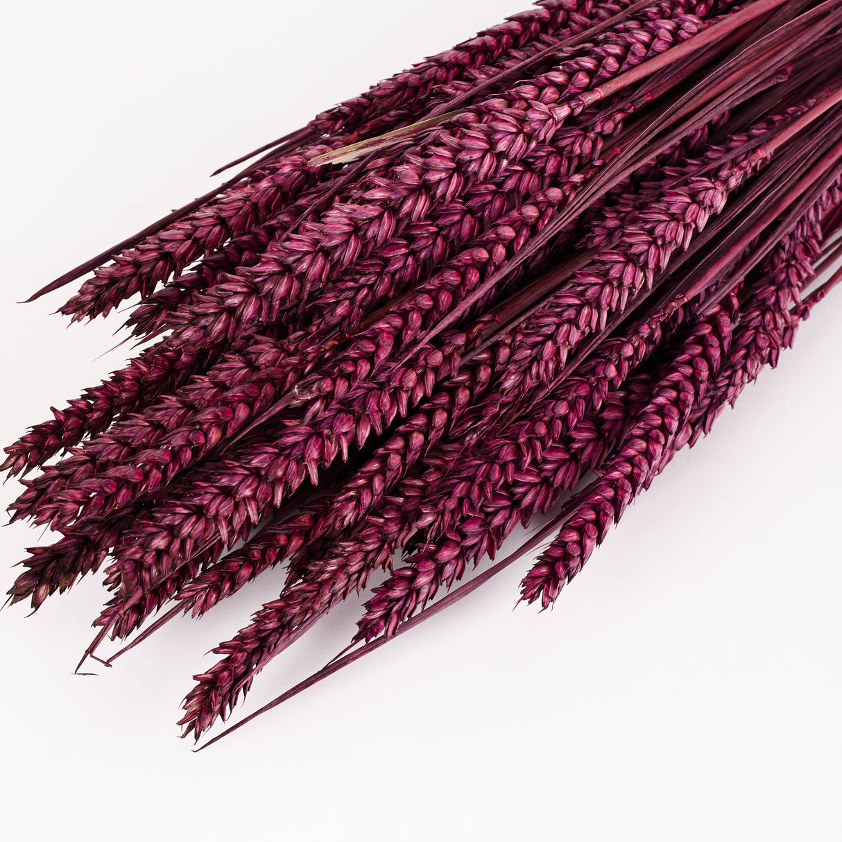 Wheat, (Triticum), Dried, Prune