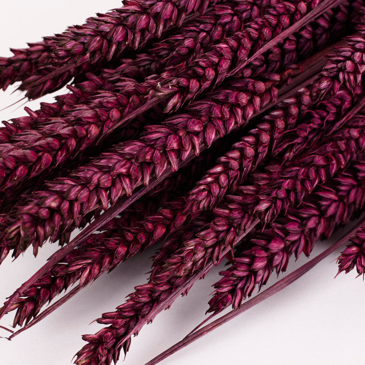 Wheat, (Triticum), Dried, Prune