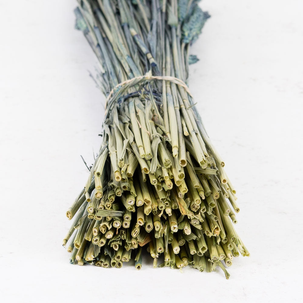 Wheat, (triticum), Dark Blue