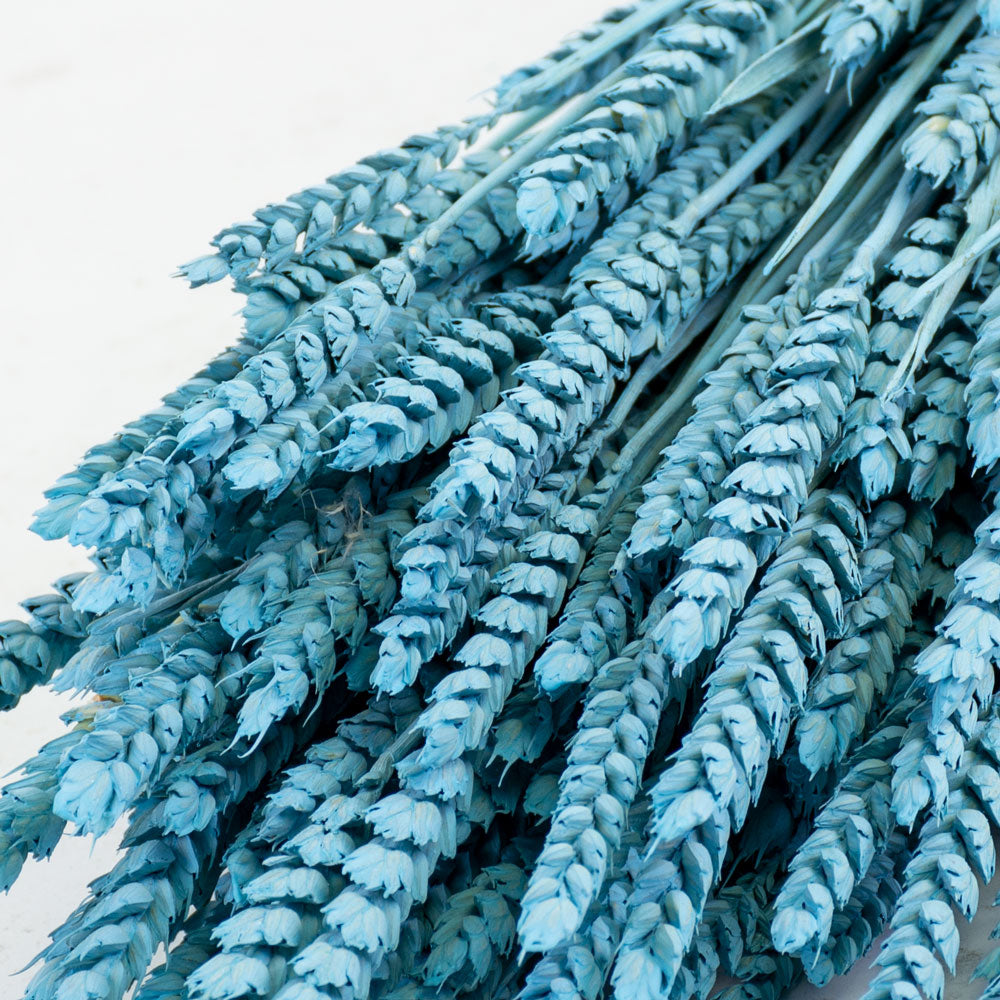 Wheat, (triticum), Blue Misty