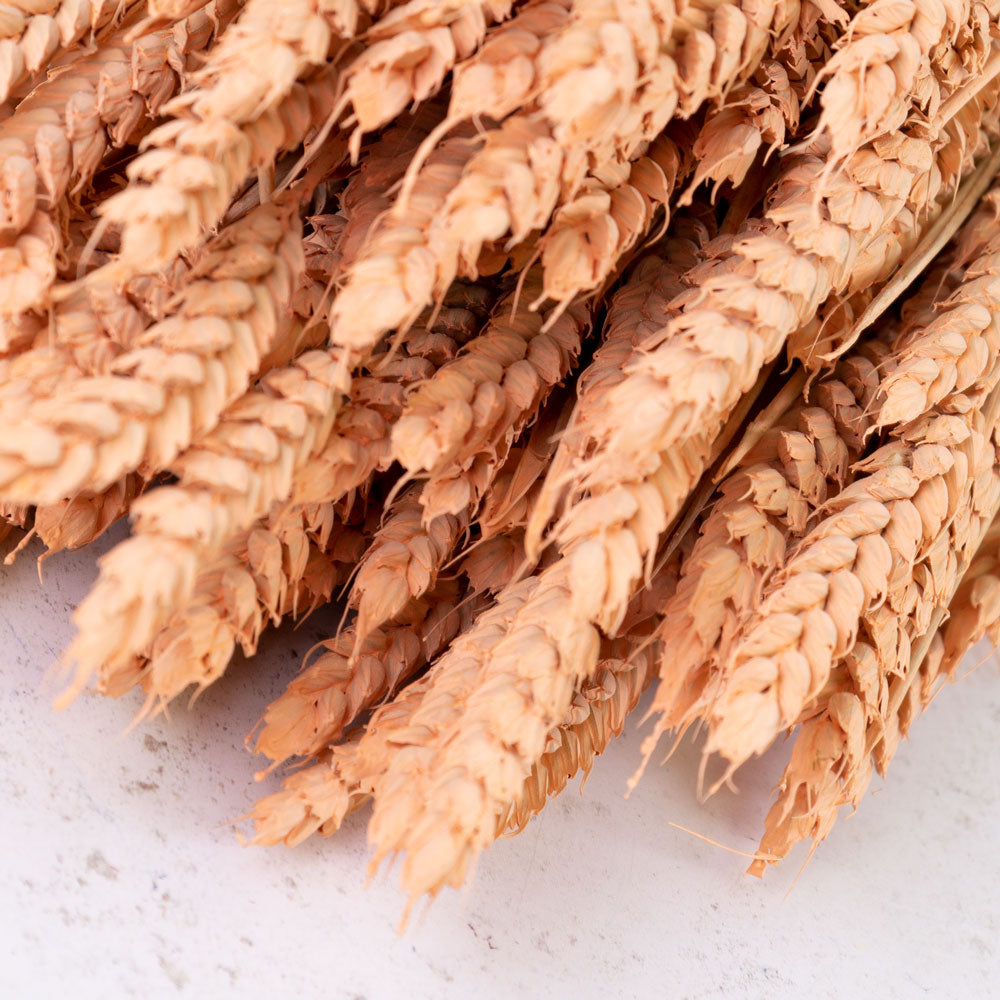 Wheat, (triticum), Coral Misty