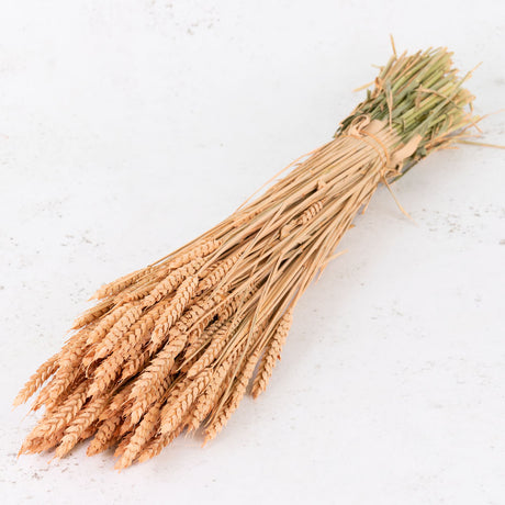 Wheat, (triticum), Coral Misty