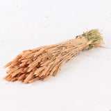 Wheat, (triticum), Coral Misty