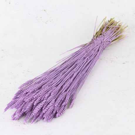 Wheat, (triticum), Lilac Misty