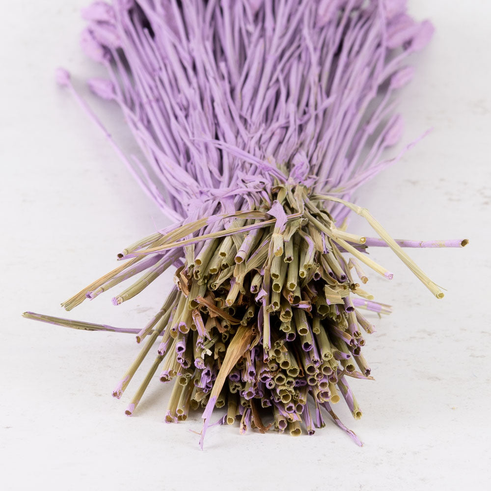 Wheat, (triticum), Lilac Misty