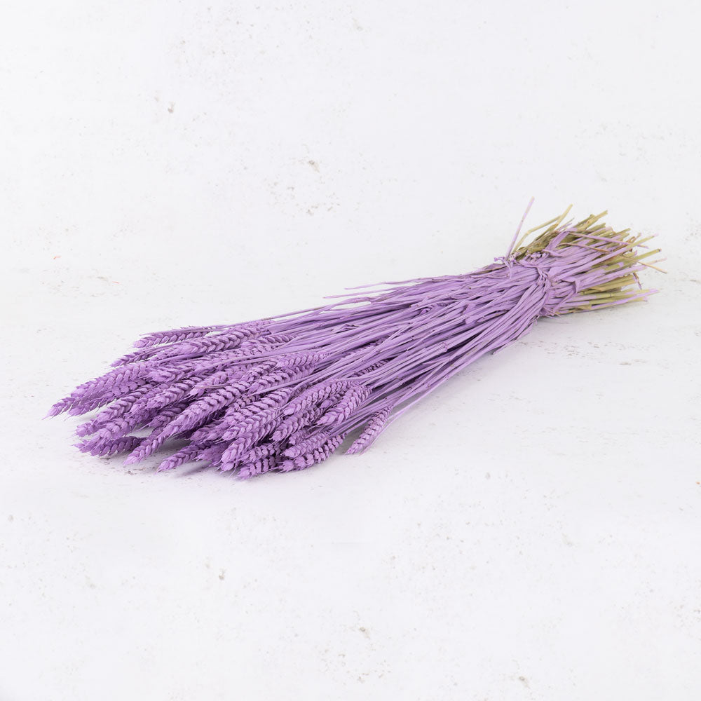 Wheat, (triticum), Lilac Misty