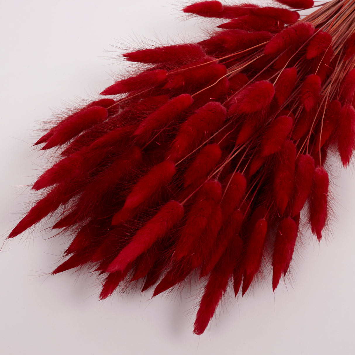 Lagurus ovatus, (Bunny Tails), Dried, Red, Bunch